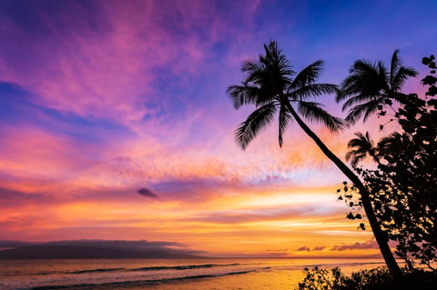 Palm trees beach