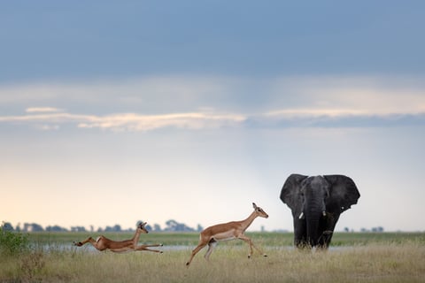 Botswana Safari