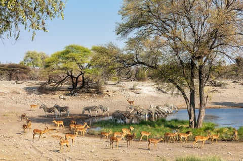 Namibia Safari