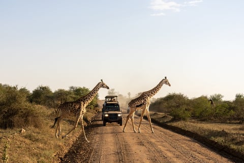Kruger Safari