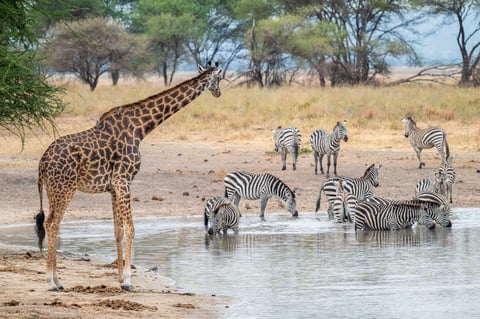 Tanzania Safari